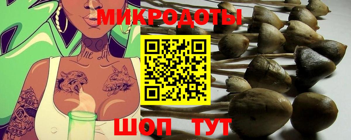 Галлюциногенные грибы Psilocybe Юрга